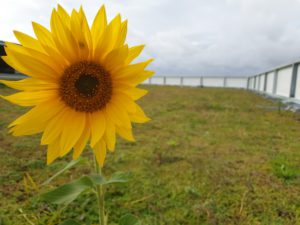 perspectiva de un girasol en una cubierta vegetal vertige