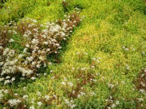 revestimiento vegetal vertige